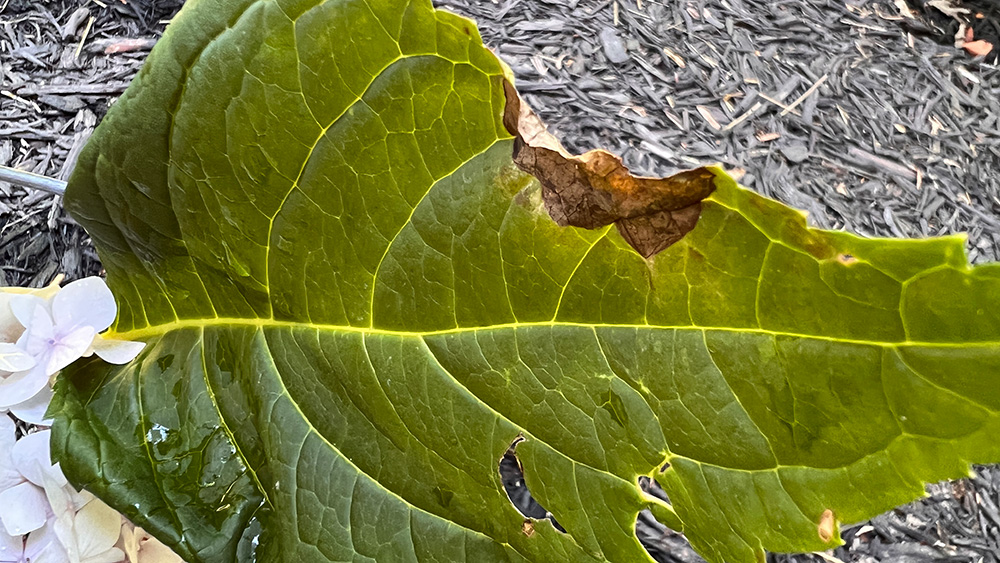 hydrangea leaf with brown spot