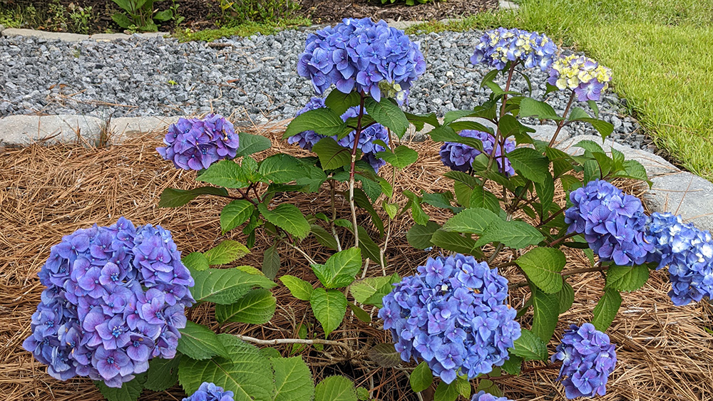 newly planted BloomStruck Hydrangea showing flopping stems after rain