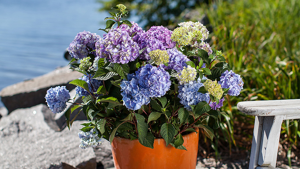 BloomStruck Hydrangea planted in a decorative container