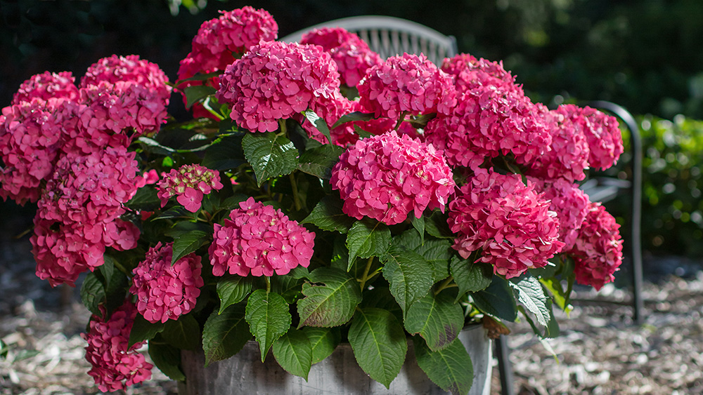 Summer Crush Hydrangea planted in a decorative container