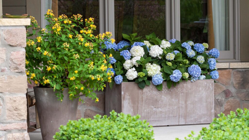 hydrangea and shrubs in decorative containers on front porch