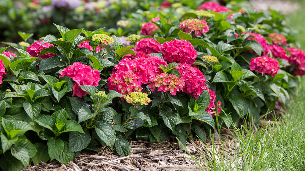 Summer Crush Hydrangea planted in the landscape