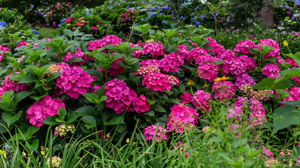 Summer Crush Hydrangea covered in pink blooms planted in the landscape