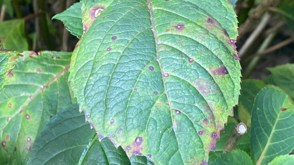 hydrangea leaves showing spots