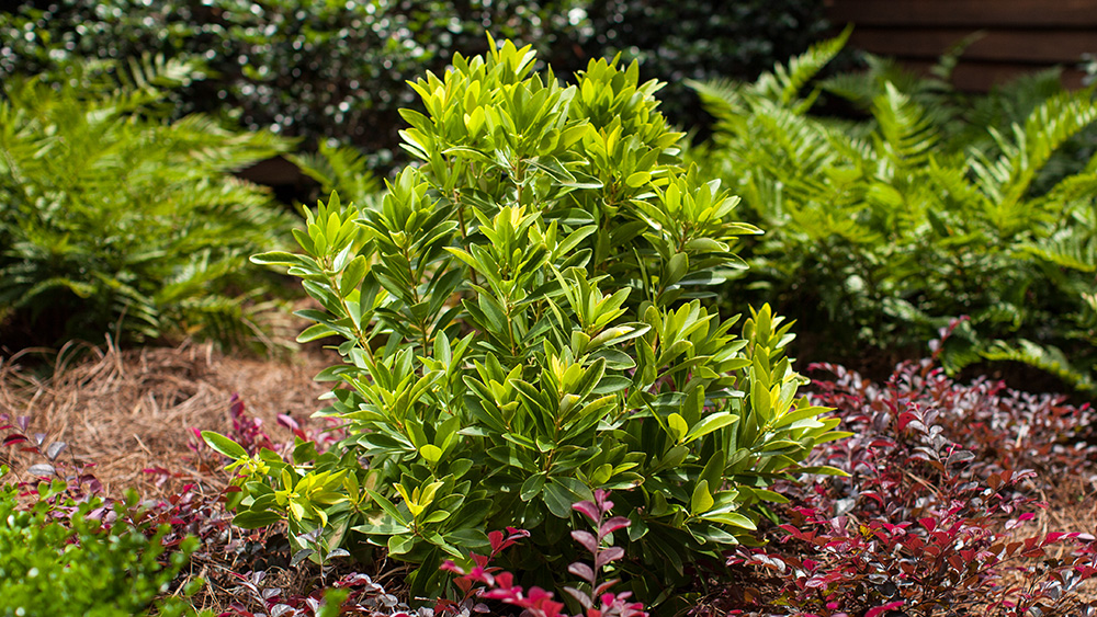 BananAppeal Anise Tree in the landscape