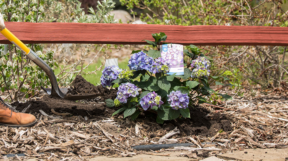 person planting BloomStruck hydrangea in the ground