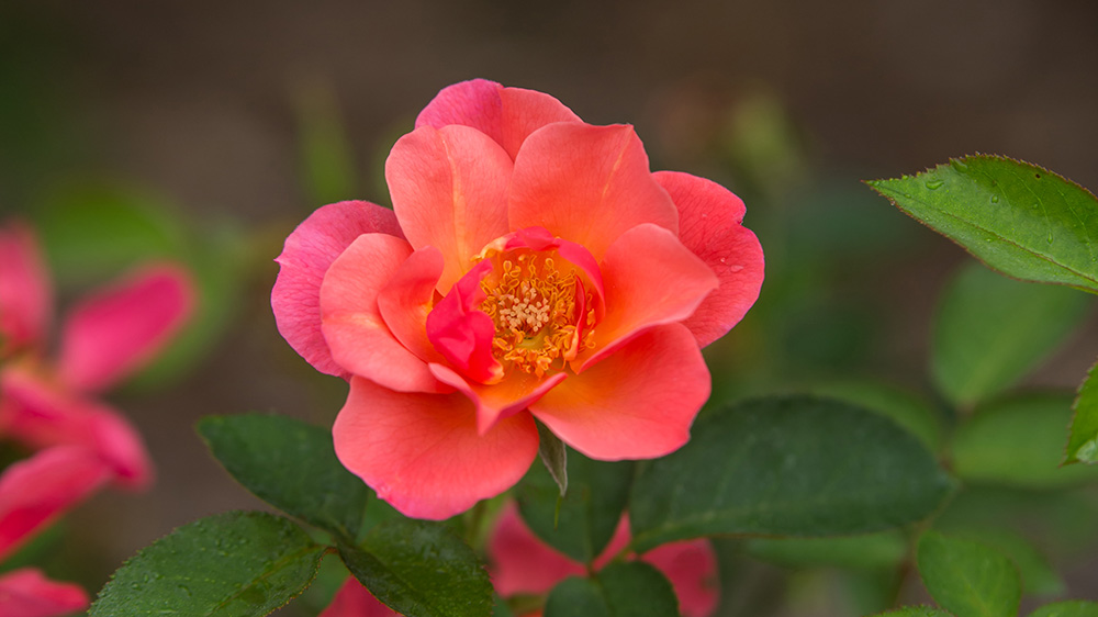 close up of All The Rage Rose bloom