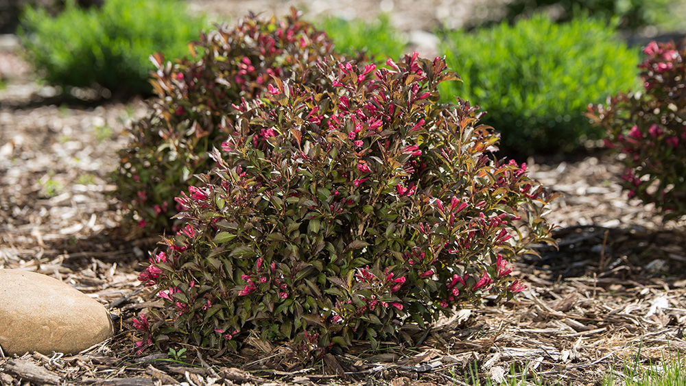 flowering Shining Sensation Weigela in the landscape