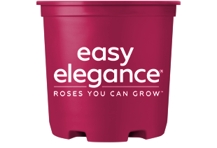 Easy Elegance Roses Container